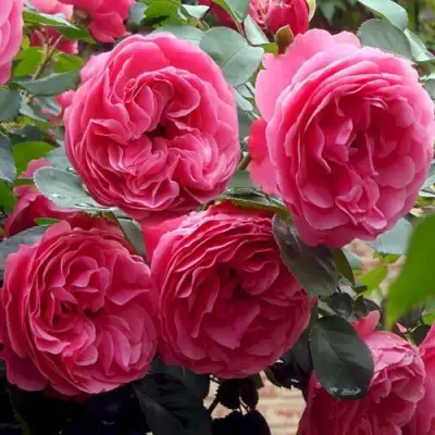 Роза ЛЕОНАРДО ДА ВИНЧИ флорибунда в Солигорске