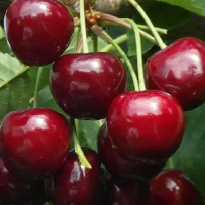 Черешня ГРОНКАВАЯ в Солигорске