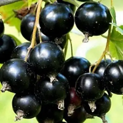 Смородина чёрная СОКРОВИЩЕ в Солигорске