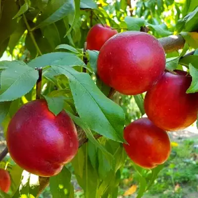 Нектарин НЕКТАРЕД-4 в Солигорске