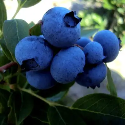 Голубика ДЖЕРСИ в Солигорске