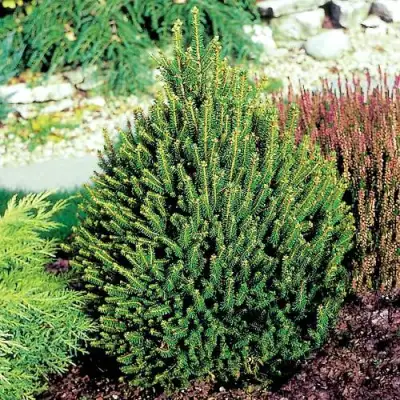 Ель КОМПАКТА обыкновенная в Солигорске