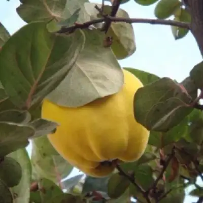 Айва АКАДЕМИЧЕСКАЯ в Солигорске