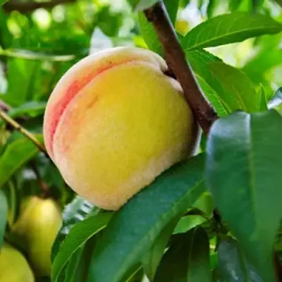 Персик ДОНЕЦКИЙ ЖЕЛТЫЙ в Солигорске