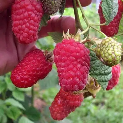 Малина МАРОСЕЙКА в Солигорске