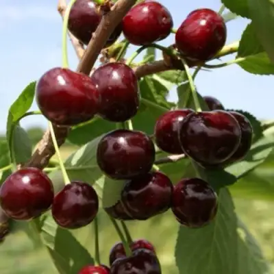 Вишня ГРИОТ БЕЛОРУССКИЙ в Солигорске