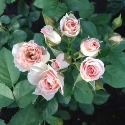 Роза ЯНА спрей в Солигорске