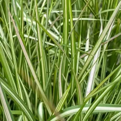 Вейник АВАЛАНШ остроцветковый в Солигорске