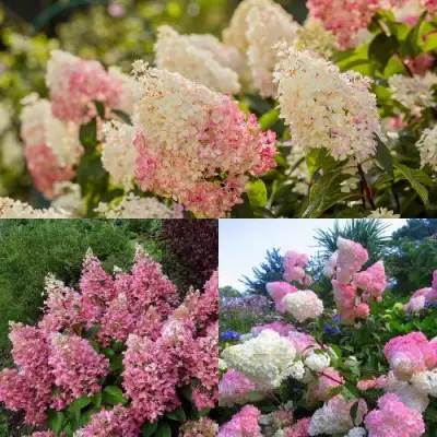 Комплект ЯГОДНОЕ МОРОЖЕНОЕ в Солигорске