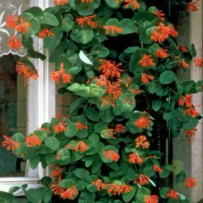 Жимолость ДРОМПОР СКАРЛЕТТ брауна в Солигорске