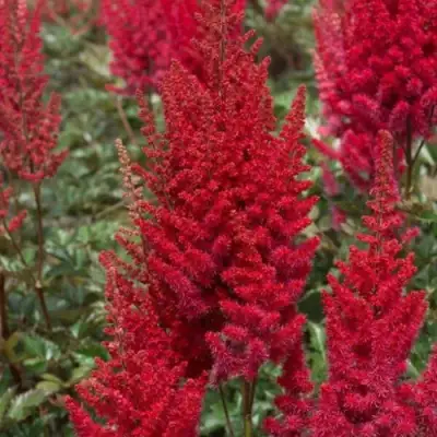 Астильба СКАЙСКРЕЙПЕР китайская в Солигорске