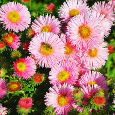 Астра РУДЕЛЬСБУРГ новоанглийская в Солигорске