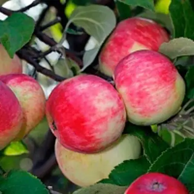 Яблоня СЕРЕБРЯНОЕ КОПЫТЦЕ в Солигорске