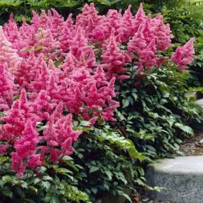 Астильба БОНН японская в Солигорске