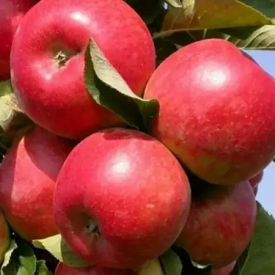 Яблоня ДЖИН колонновидная в Солигорске