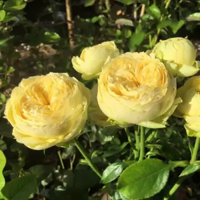 Роза КАТАЛИНА спрей в Солигорске