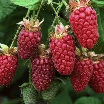 Малина РУБИНОВОЕ ОЖЕРЕЛЬЕ в Солигорске