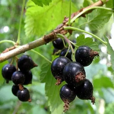 Смородина чёрная БИНАР в Солигорске