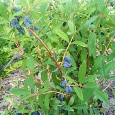 Жимолость съедобная АМФОРА в Солигорске