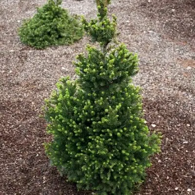 Ель ВИЛС ЦВЕРГ обыкновенная в Солигорске