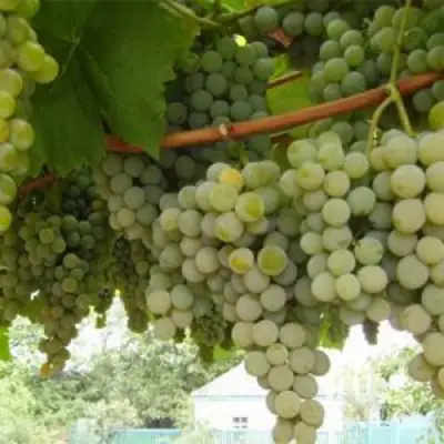 Виноград АНАНАСНЫЙ РАННИЙ в Солигорске