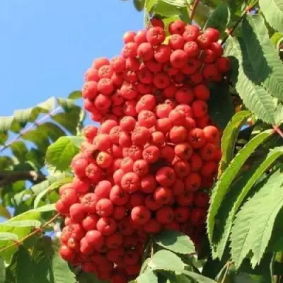 Рябина НЕВЕЖИНСКАЯ сладкоплодная в Солигорске