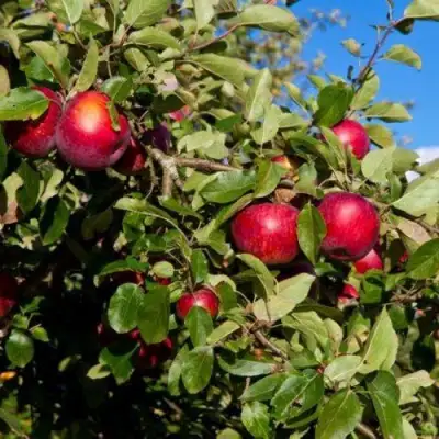Яблоня СЯБРЫНА в Солигорске