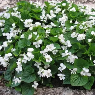 Фиалка АЛЬБИФЛОРА сестринская в Солигорске