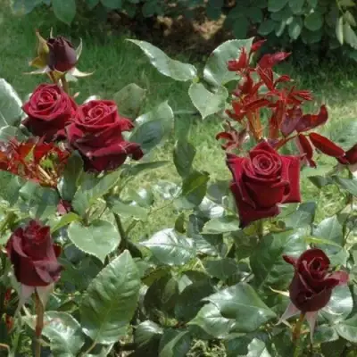 Роза БЛЭК БАККАРА чайно-гибридная в Солигорске