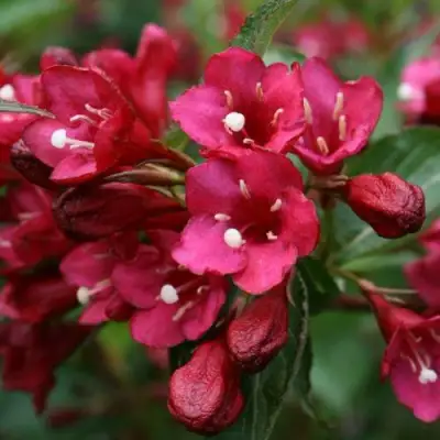 Вейгела ЕВА РАТКЕ в Солигорске