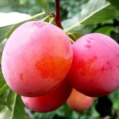 Слива КОМЕТА в Солигорске