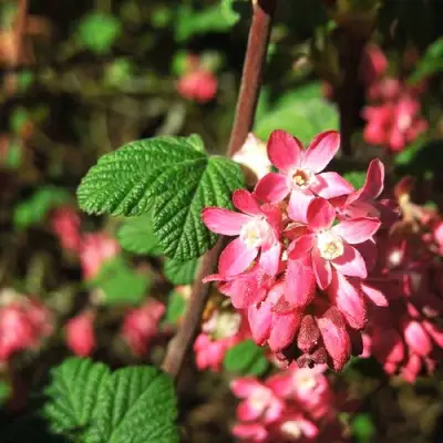 Смородина кроваво-красная ПУЛБОРО СКАРЛЕТ  в Солигорске
