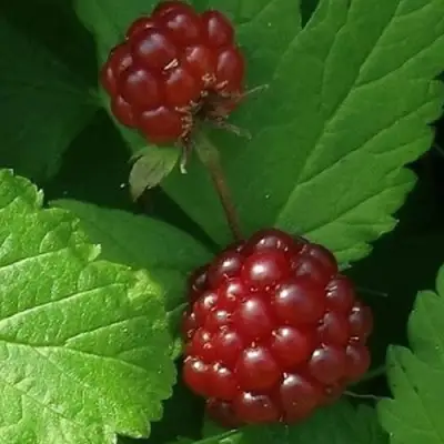 Княженика КЛОН в Солигорске