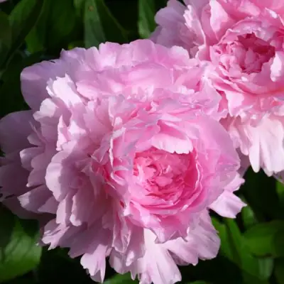 Пион ЛЕТЯЩИЙ ЖУРАВЛЬ травянистый в Солигорске