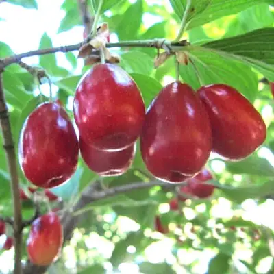 Кизил ЛУКЬЯНОВСКИЙ в Солигорске