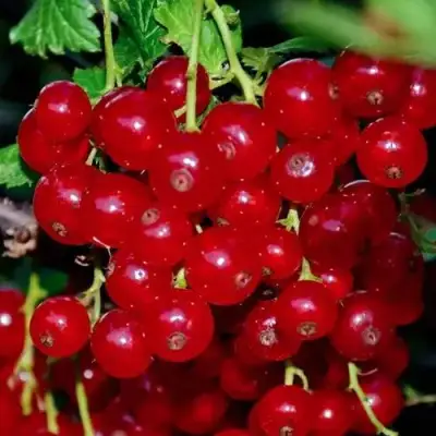 Смородина красная СЕРПАНТИН в Солигорске