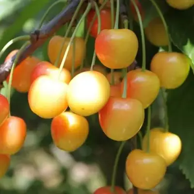 Черешня ЯНТАРНАЯ в Солигорске