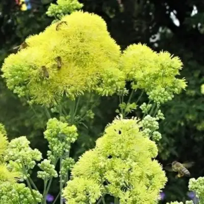 Василистник ГЛАУКУМ желтый в Солигорске