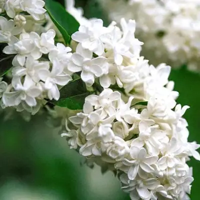 Сирень МАДАМ ЛЕМУАН в Солигорске