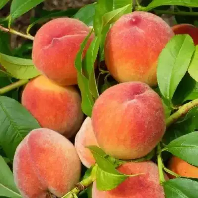 Персик РЕД ХЕВЕН в Солигорске