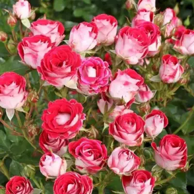 Роза ШОНЕ КОБЛЕНЦЕРИН флорибунда в Солигорске