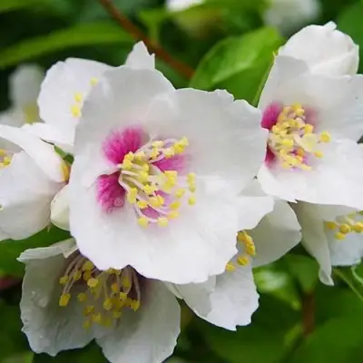 Жасмин БЕЛЬ ЭТУАЛЬ в Солигорске