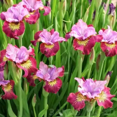 Ирис МИСС ЭППЛ сибирский в Солигорске