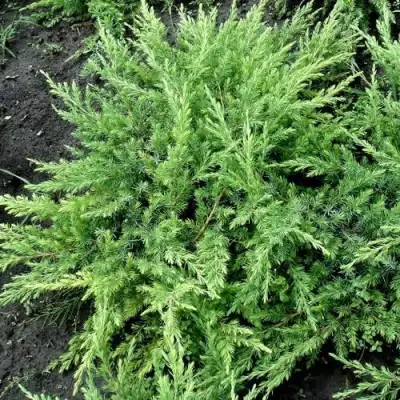 Можжевельник ШЛЯГЕР прибрежный в Солигорске