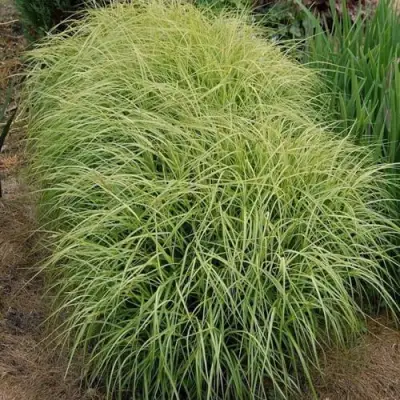 Осока ВАРИЕГАТА пальмолистная в Солигорске