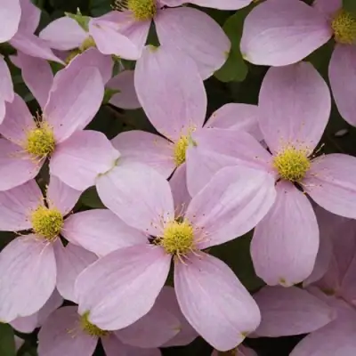 Клематис ГОРНЫЙ в Солигорске