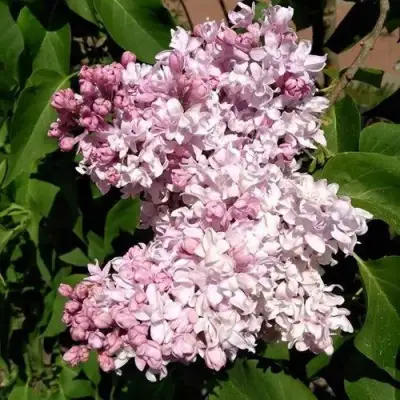 Сирень МИЛОСЕРДИЕ в Солигорске