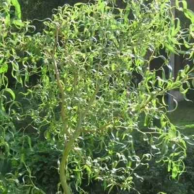 Ива МАТСУДАНА в Солигорске