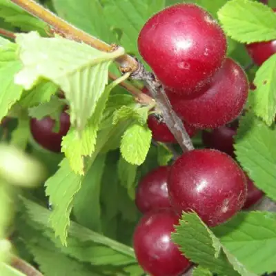 Вишня персиковая АФЛОЦЕРАЗУС в Солигорске