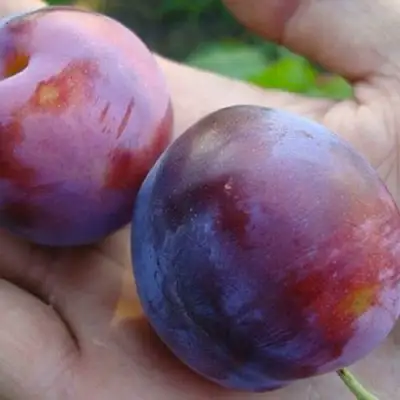 Слива РЕНКЛОД в Солигорске